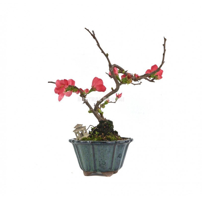 Flowering Quince